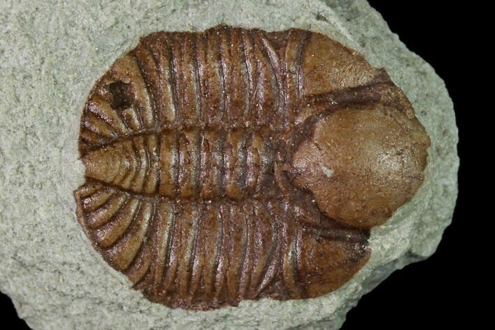 Ordovician Trilobite (Ampyxina) Fossil - Missouri #137234